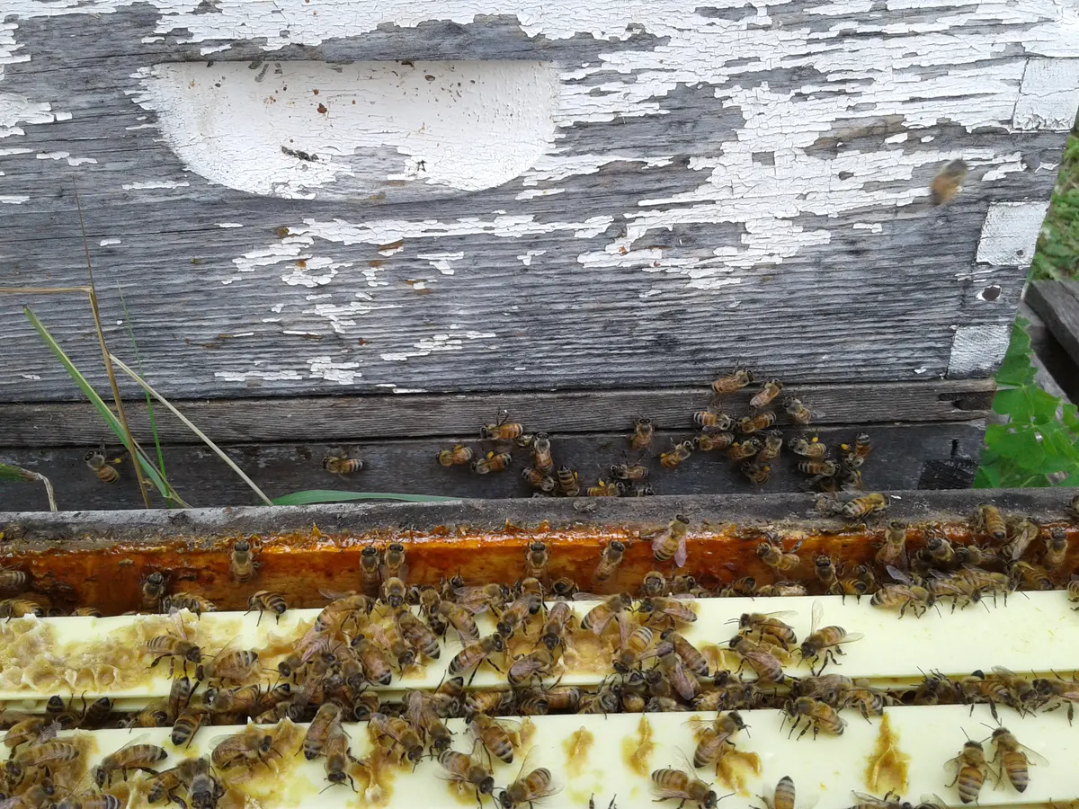 Bees along the top bars of a hive frame against the weathered wood of the hive box