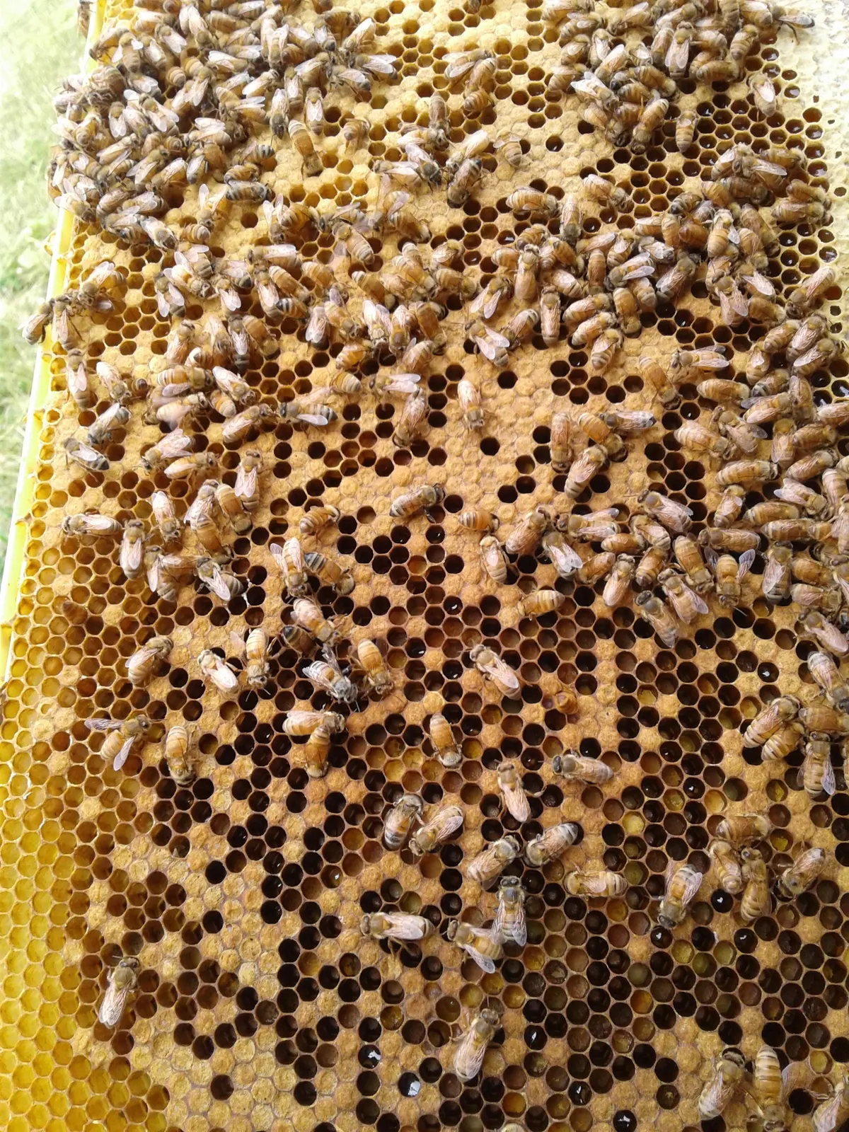 Macro view of honeybees packed across a frame of capped honeycomb, wings catching the light