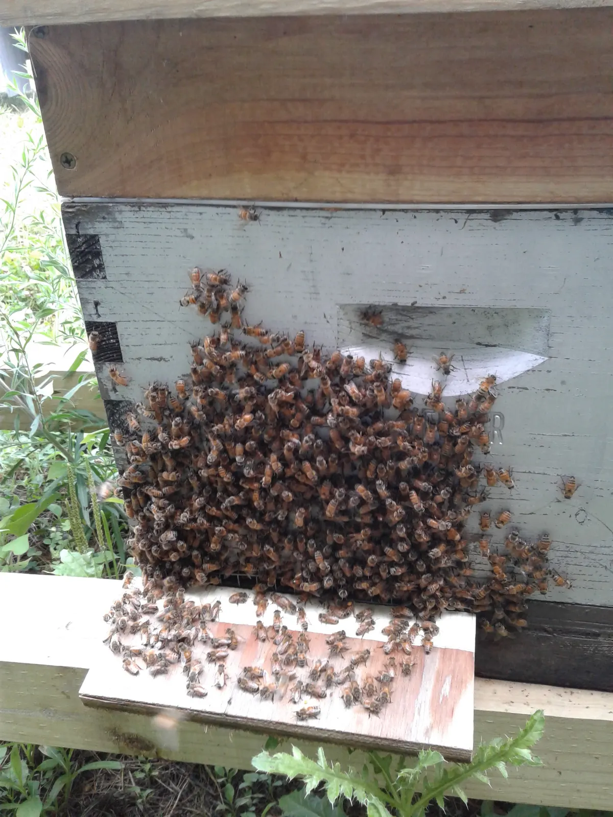 A swarm of bees clustered thickly across the front of a hive box and its landing board