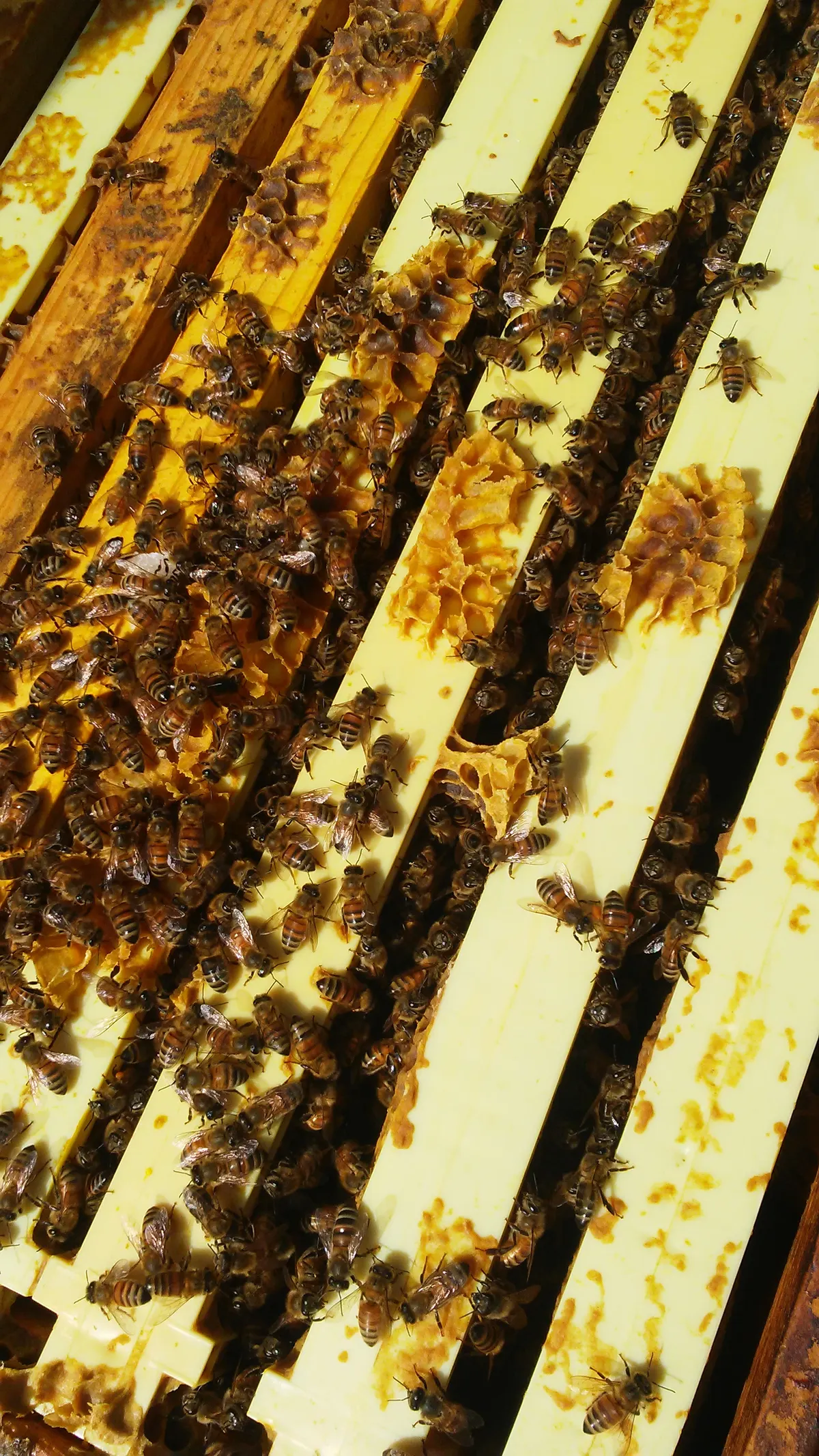 Bees walking across yellow foundation frames with patches of comb and honey inside an open hive