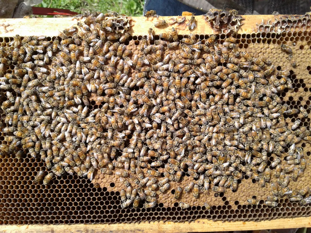A frame densely covered in bees tending capped and open honeycomb cells