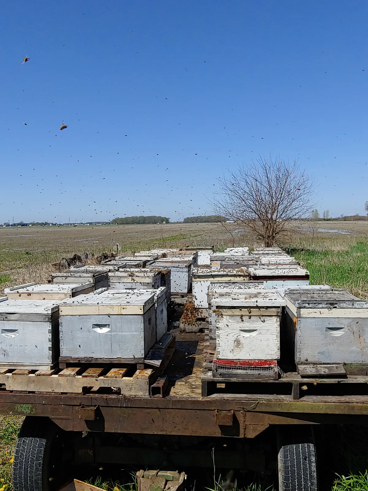 A row of white beehive boxes lined up in an early-spring field with bees flying nearby