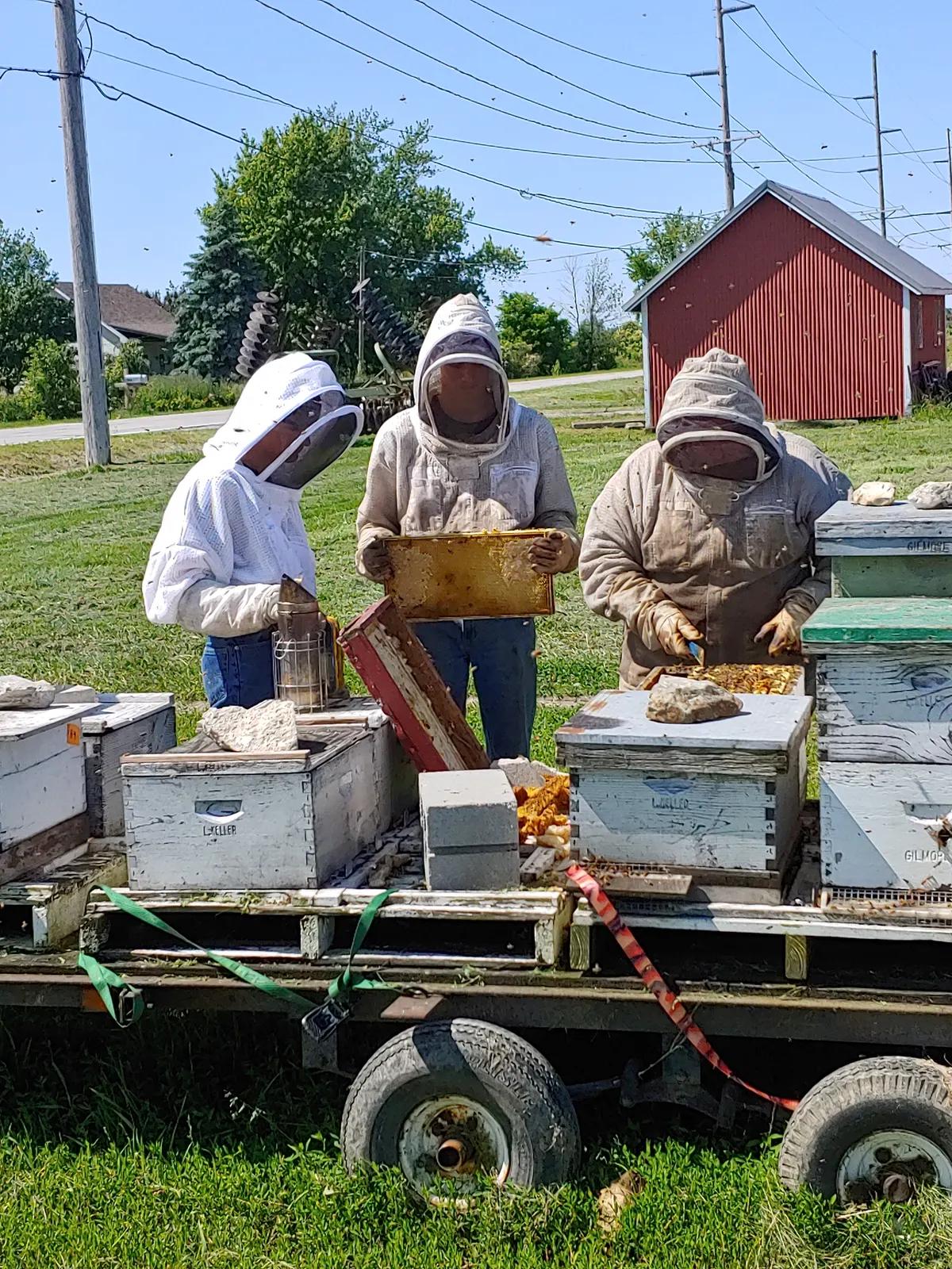Beekeepers in protective suits pulling frames of honeycomb from hives beside a red-roofed barn