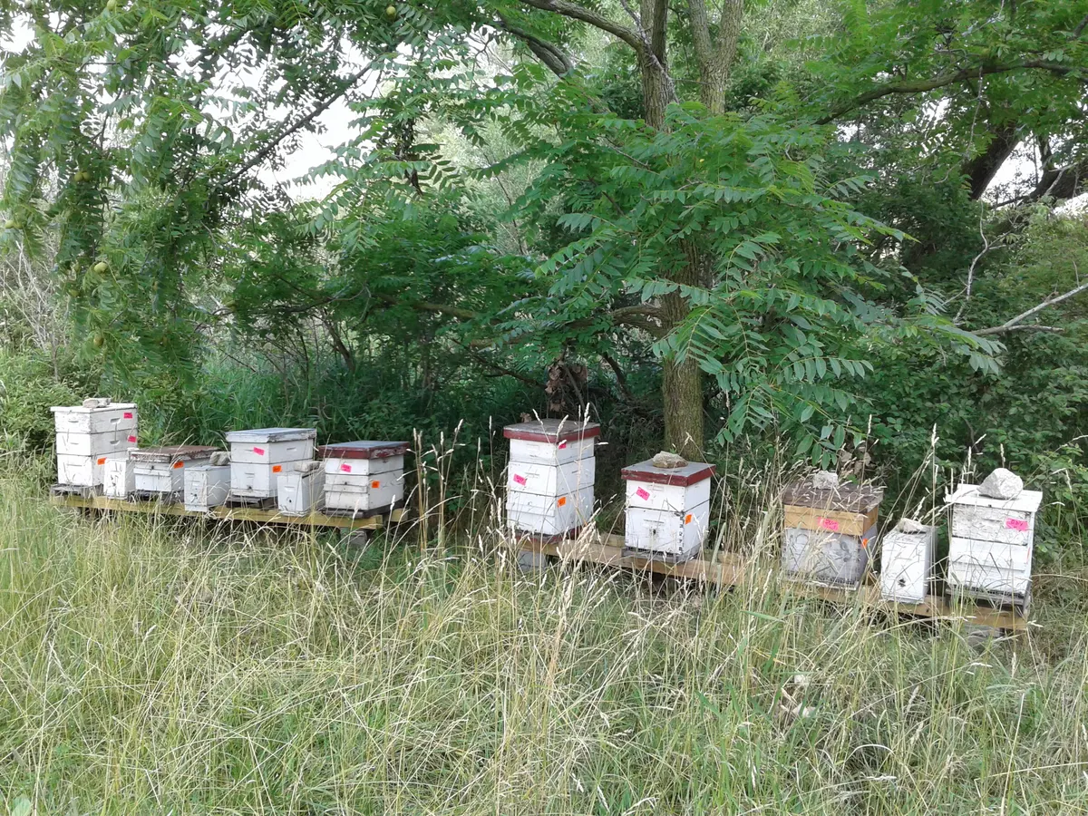 A row of hive boxes tucked under a shade tree at the edge of a grassy field