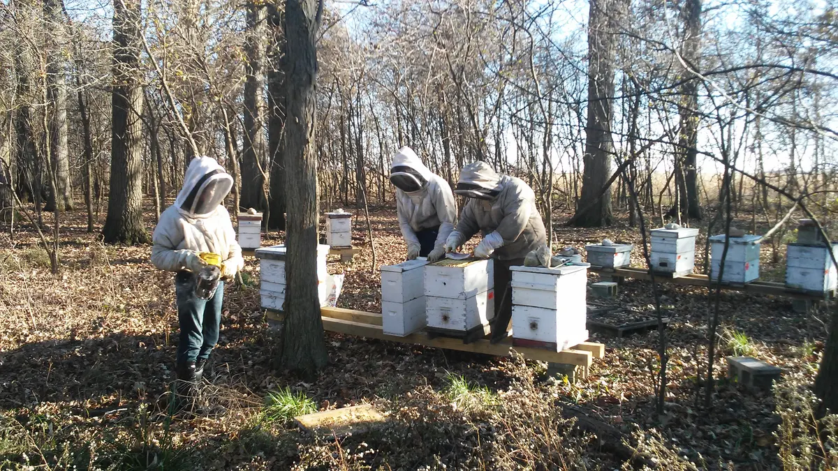 Three beekeepers in protective suits inspecting hives in a wooded bee yard in late fall