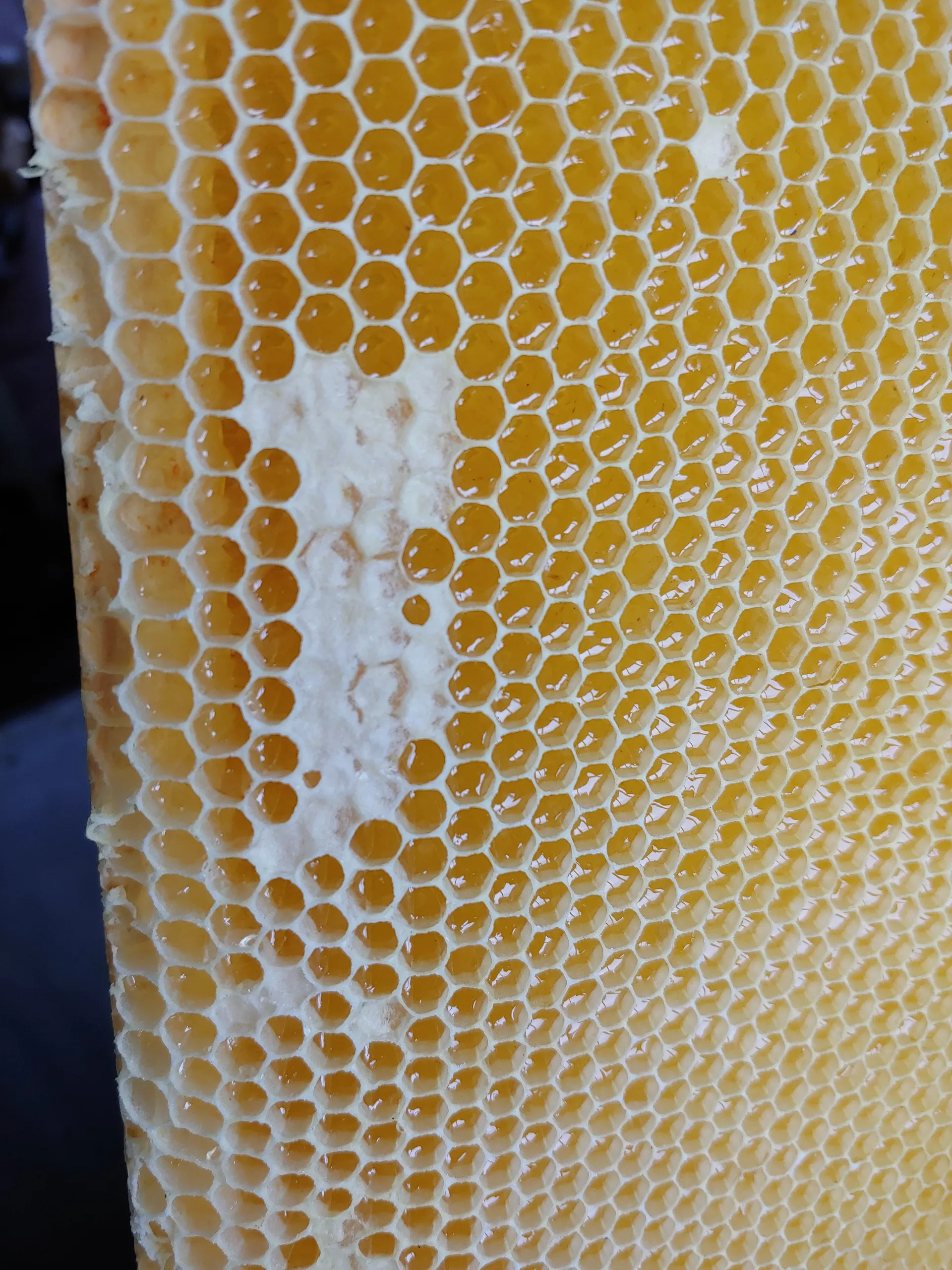 Macro close-up of a honeycomb frame, fully capped with golden honey