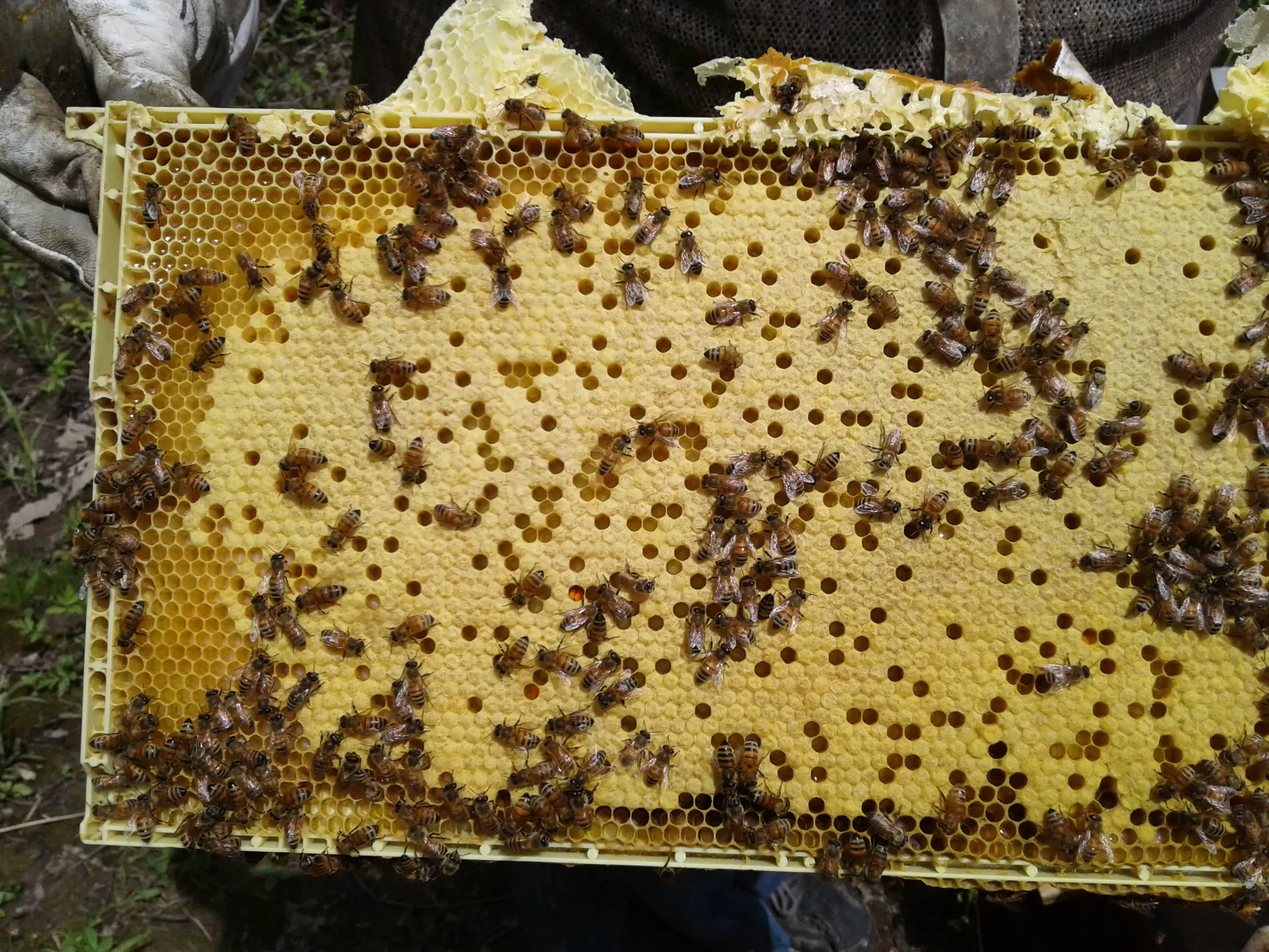 A full frame lifted from the hive, densely covered in honeybees, held by a beekeeper in a mesh glove